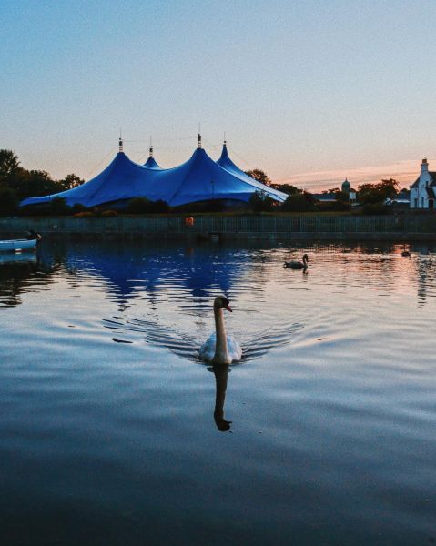 Swans, Galway International Arts Festival, Galway City, Co Galway_master_11zon
